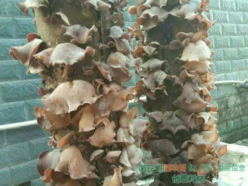 白背木耳椴木傳統栽培 白背木耳椴木傳統栽培